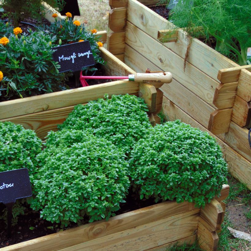 Pistou Basil - Ocimum basilicum (Plant habit)