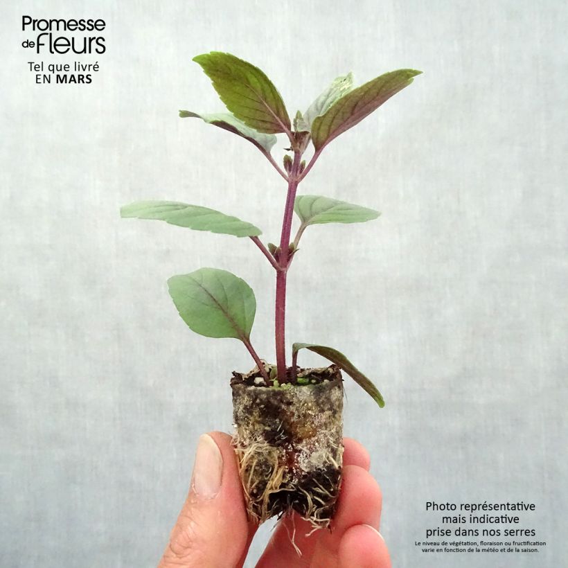 Perennial Magic Mountain Basil in seedlings Plug plant 3/4cm sample as delivered in spring