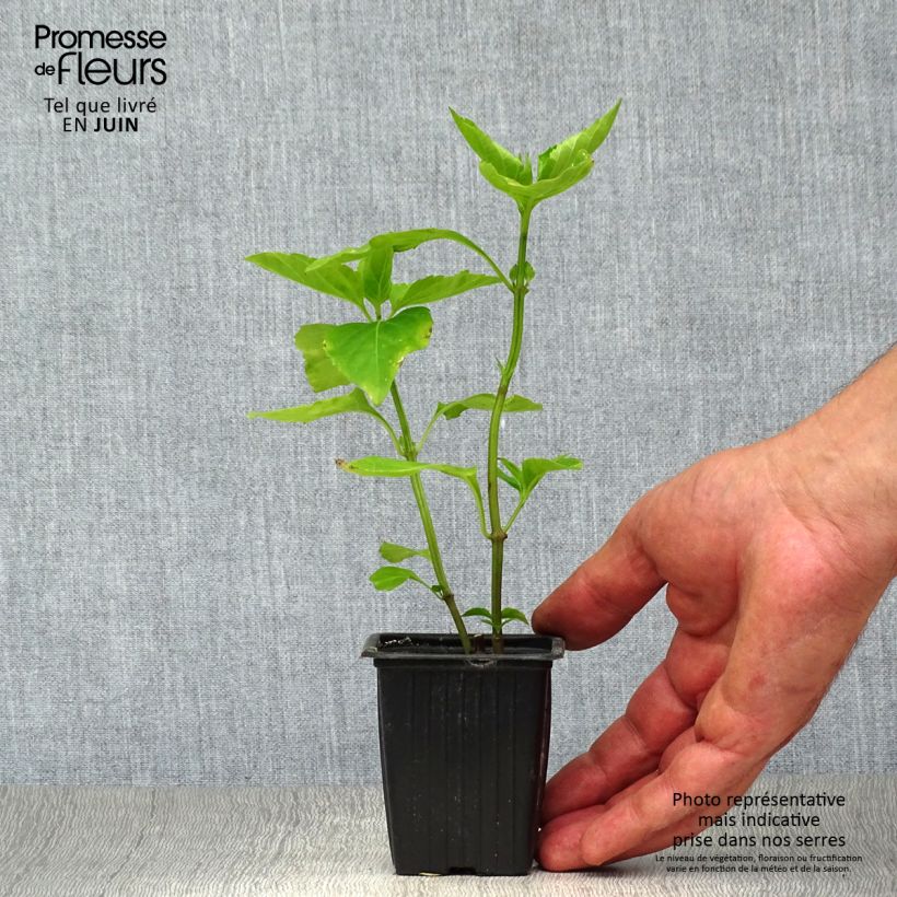 Ocimum fragrantissimum Selloi 8/9 cm pot sample as delivered in summer