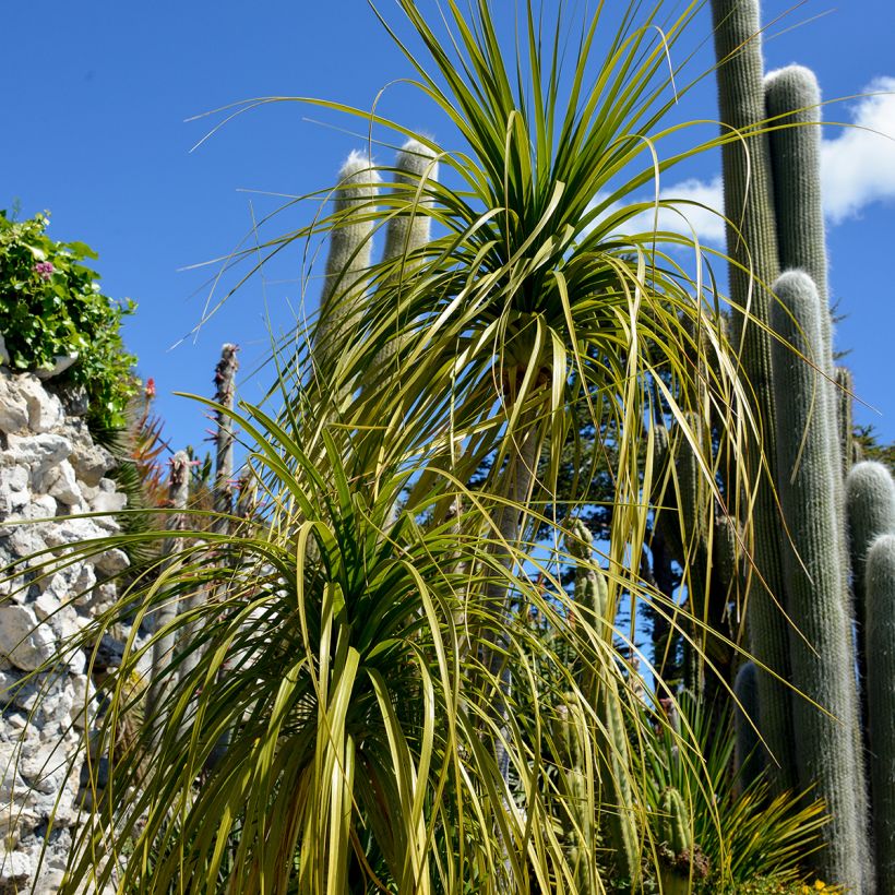 Beaucarnea recurvata - Elephant's foot (Foliage)