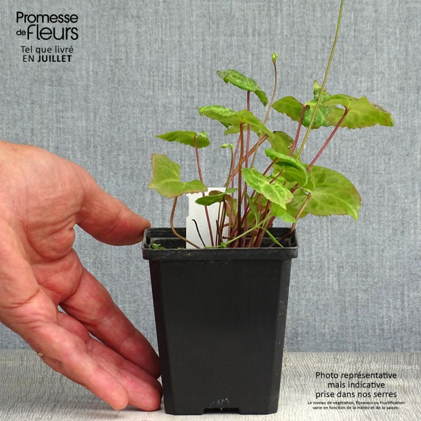 Beesia calthifolia 8/9 cm pot sample as delivered in summer