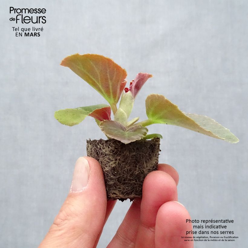 Begonia F1 Big Rose Bronze Leaf Plug plant 3/4cm sample as delivered in spring