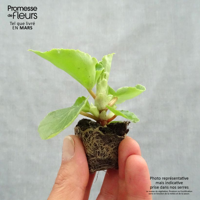 Begonia Big F1 soft pink Plug plant 3/4cm sample as delivered in spring