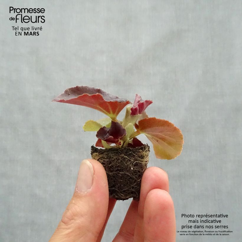 Begonia semperflorens F1 Red With Bronze Leaf Plug plant 3/4cm sample as delivered in spring