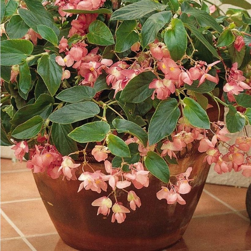 Begonia Dragon Wing Pink (Foliage)