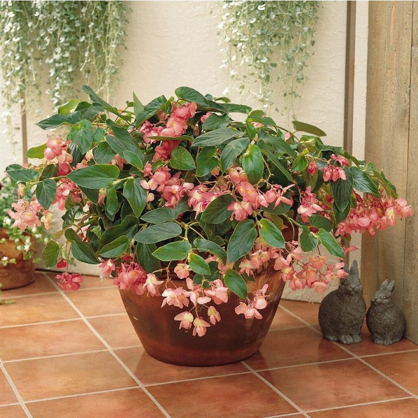 Begonia Dragon Wing Pink (Plant habit)