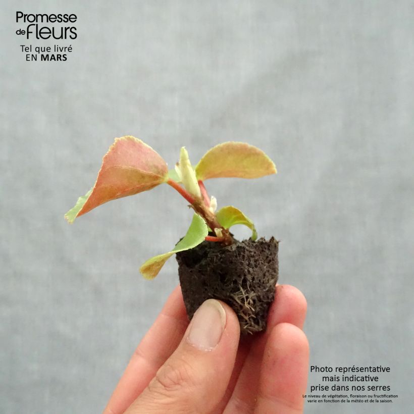Begonia Dragon Wing Pink Plug plant 3/4cm sample as delivered in spring