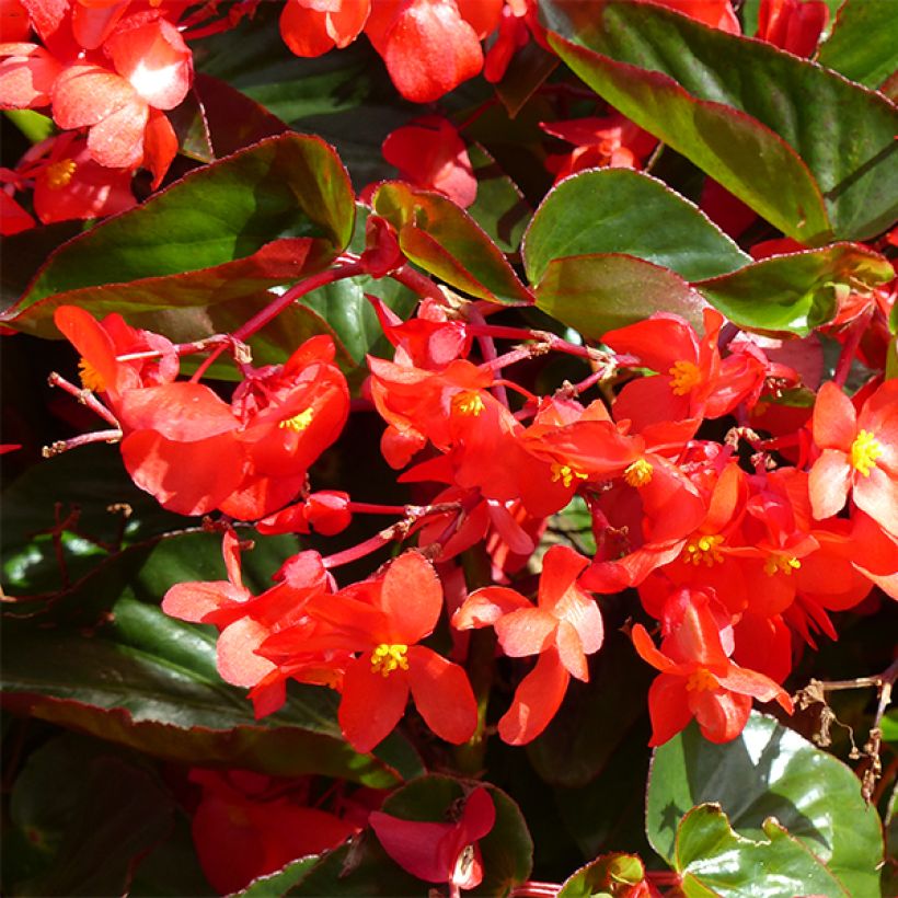 Begonia Dragon Wing Red (Flowering)