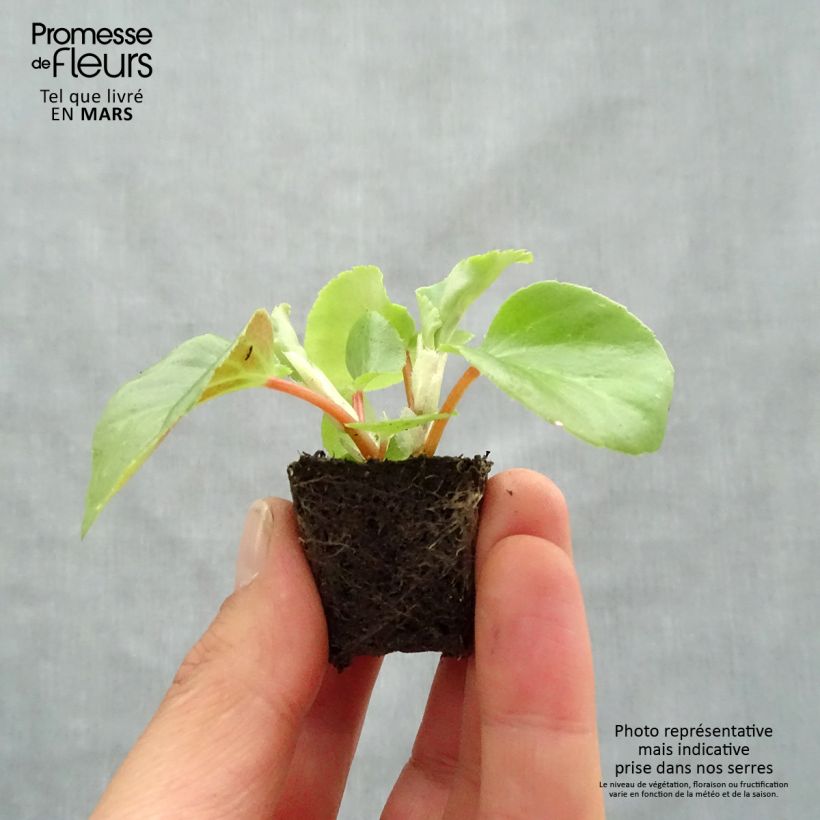 Begonia Dragon Wing Red Plug plant 3/4cm sample as delivered in spring