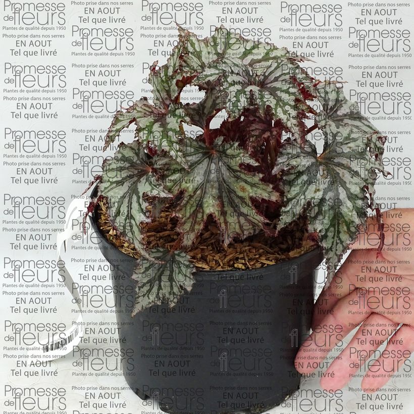 Example of Begonia Garden Angel Blush 2L/3L pot specimen as delivered