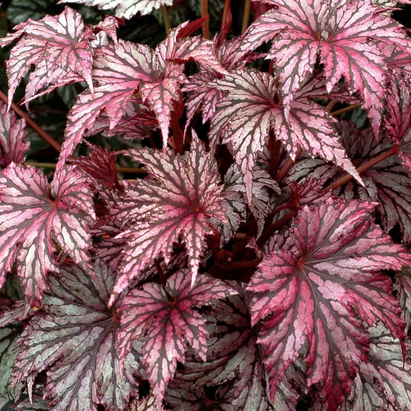 Begonia Garden Angel Plum (Foliage)