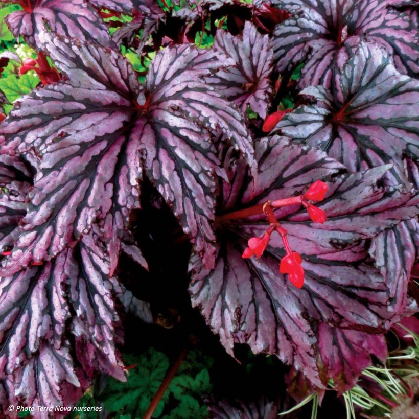 Begonia Garden Angel Plum (Flowering)