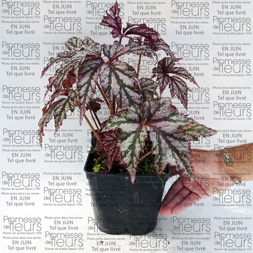 Example of Begonia Garden Angel Plum 2L/3L pot specimen as delivered