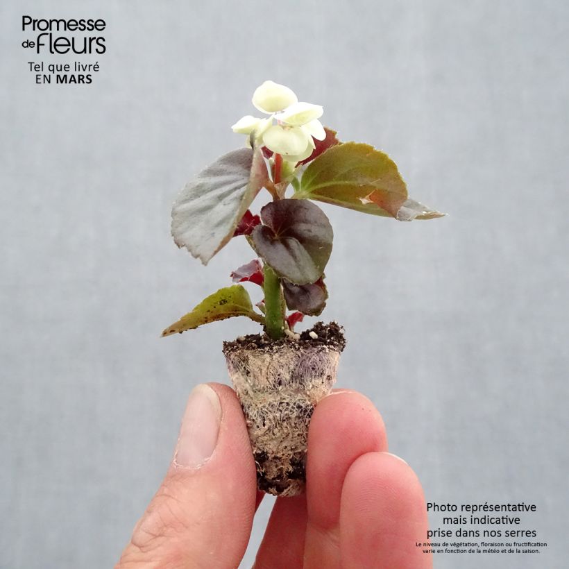 Begonia semperflorens Gumdrop Coco White sample as delivered in spring
