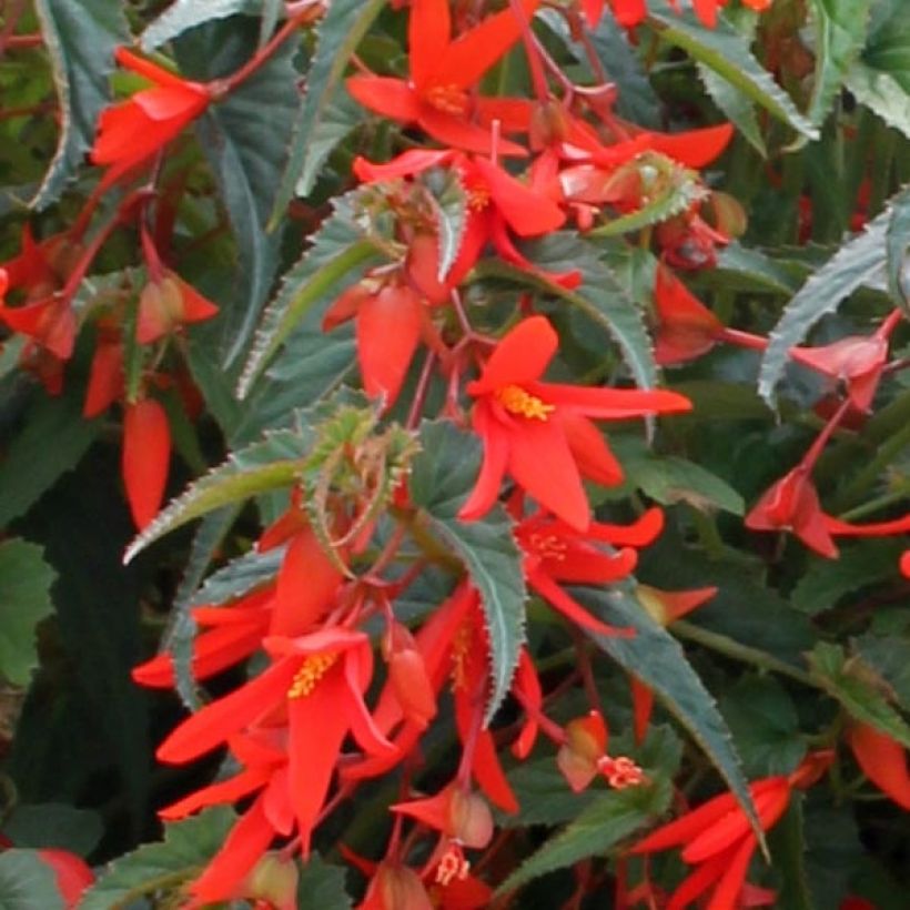 Begonia boliviensis Santa Cruz Orange (Foliage)