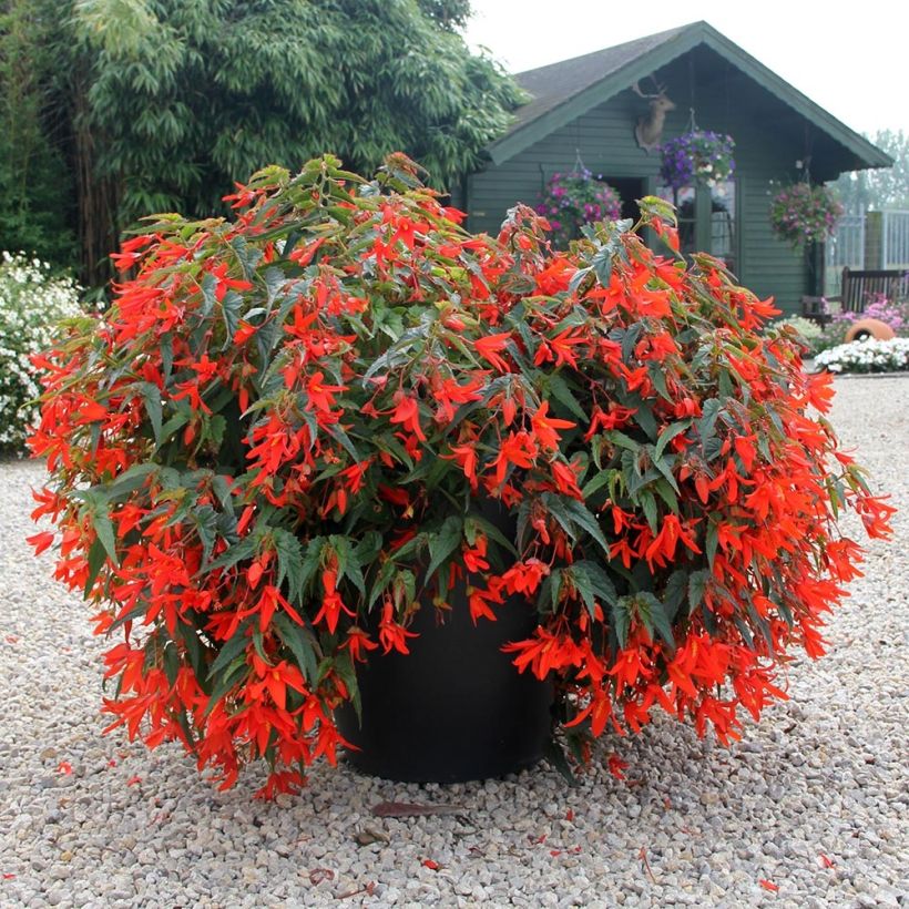 Begonia boliviensis Santa Cruz Orange (Plant habit)