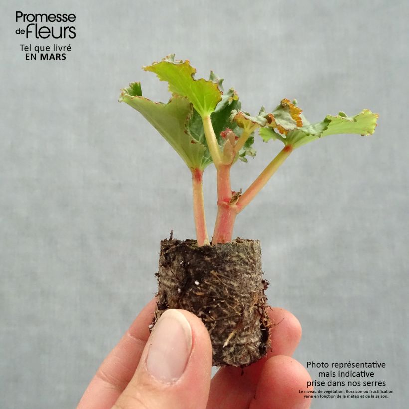Begonia Sunbrero Bicolour Plug plant 3/4cm sample as delivered in spring