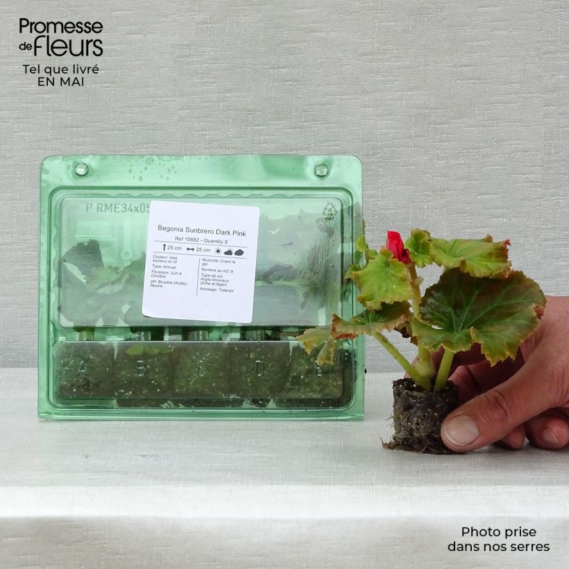Begonia Sunbrero Dark Pink Plug plant 3/4cm sample as delivered in spring