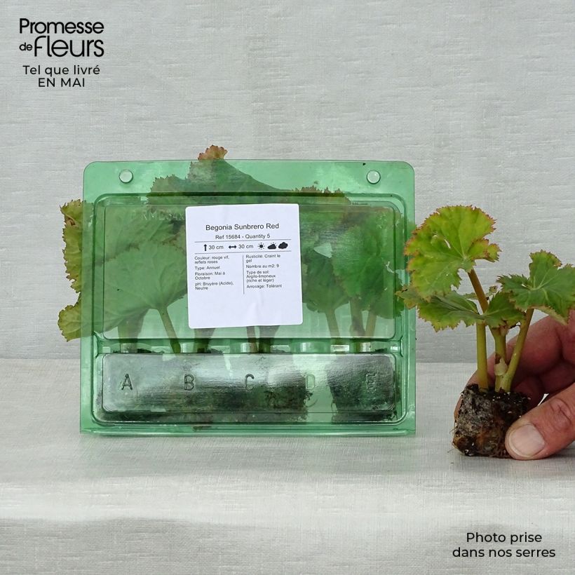 Begonia Sunbrero Red Plug plant 3/4cm sample as delivered in spring
