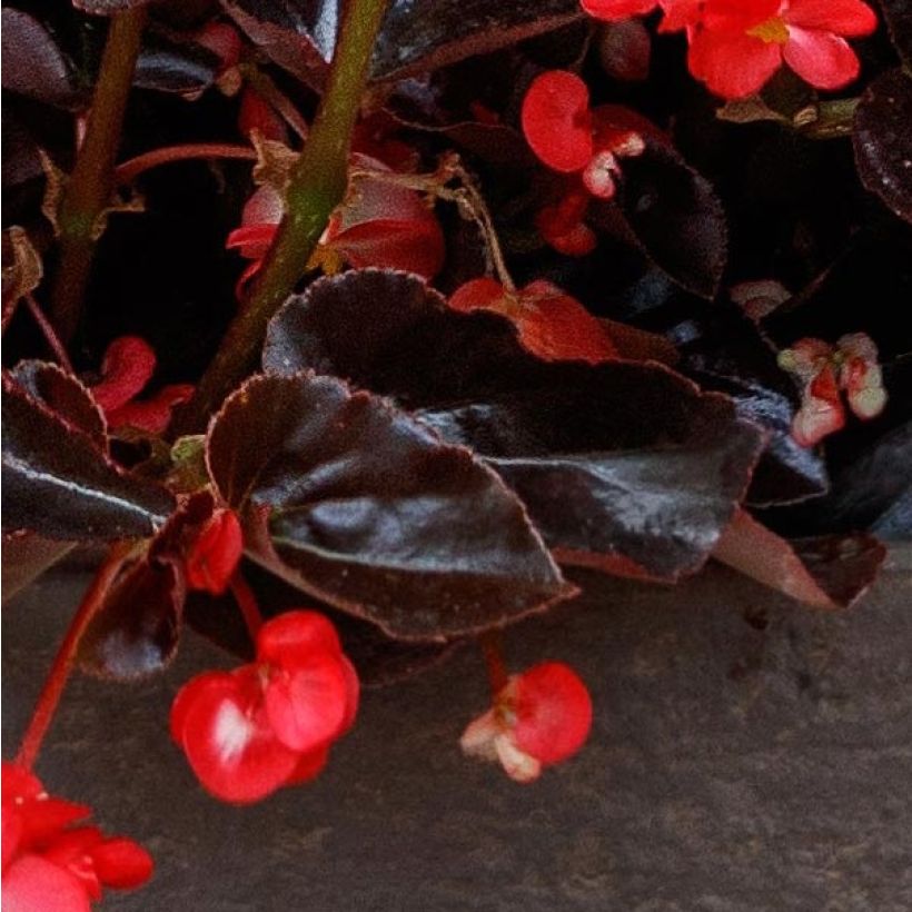 Begonia Viking Bronze Red (Foliage)