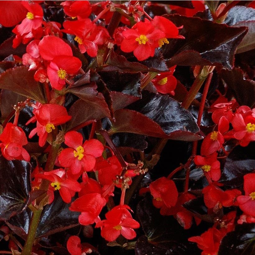 Begonia Viking Bronze Red (Flowering)