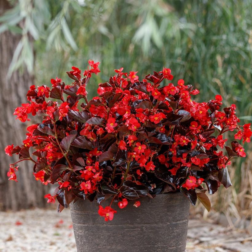 Begonia Viking Bronze Red (Plant habit)