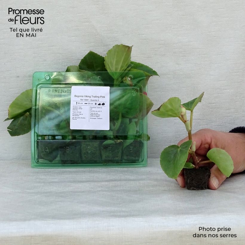 Begonia Viking Trailing Pink Plug plant 3/4cm sample as delivered in spring