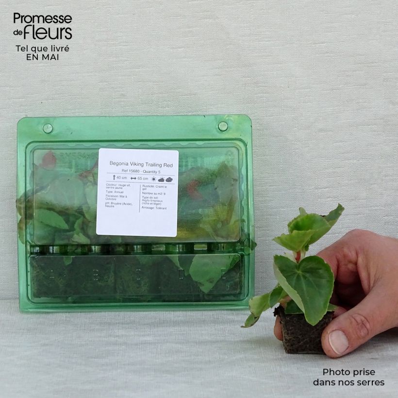 Begonia Viking Trailing Red Plug plant 3/4cm sample as delivered in spring