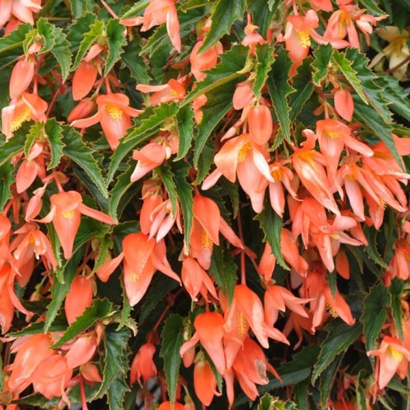 Begonia Summerwings Apricot (Foliage)