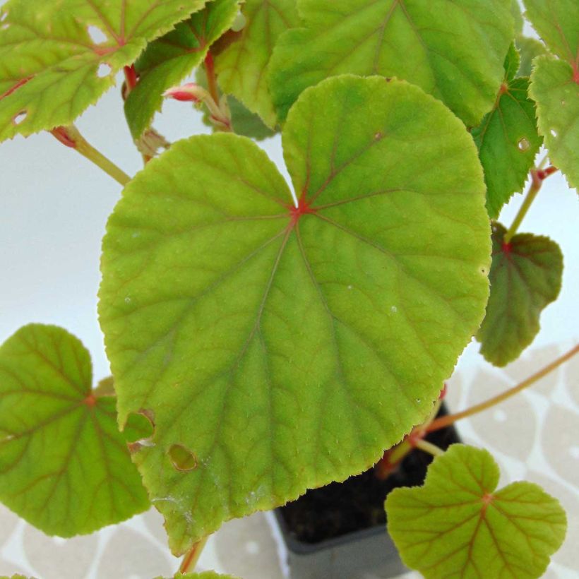 Begonia grandis subsp. evansiana (Foliage)