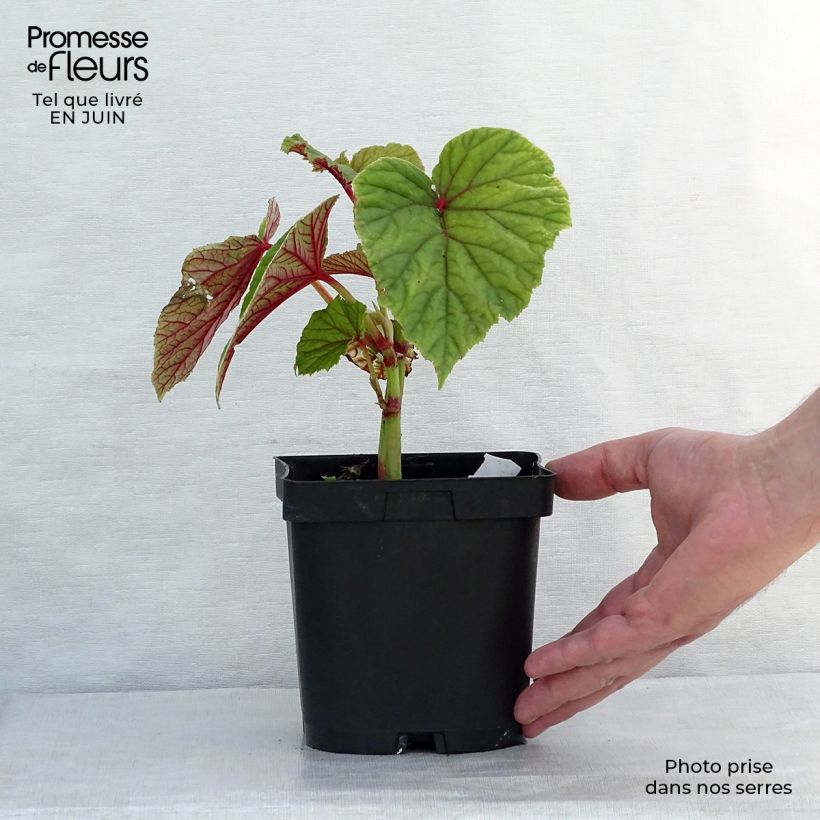 Begonia grandis subsp. evansiana 8/9 cm pot sample as delivered in summer