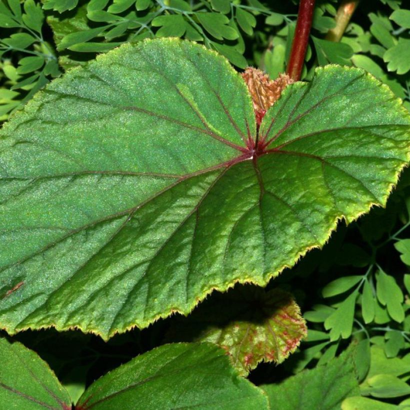 Begonia grandis subsp. evansiana var. alba - Hardy Begonia (Foliage)