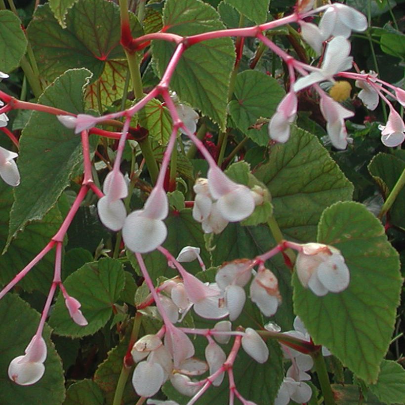 Begonia grandis subsp. evansiana var. alba - Hardy Begonia (Flowering)