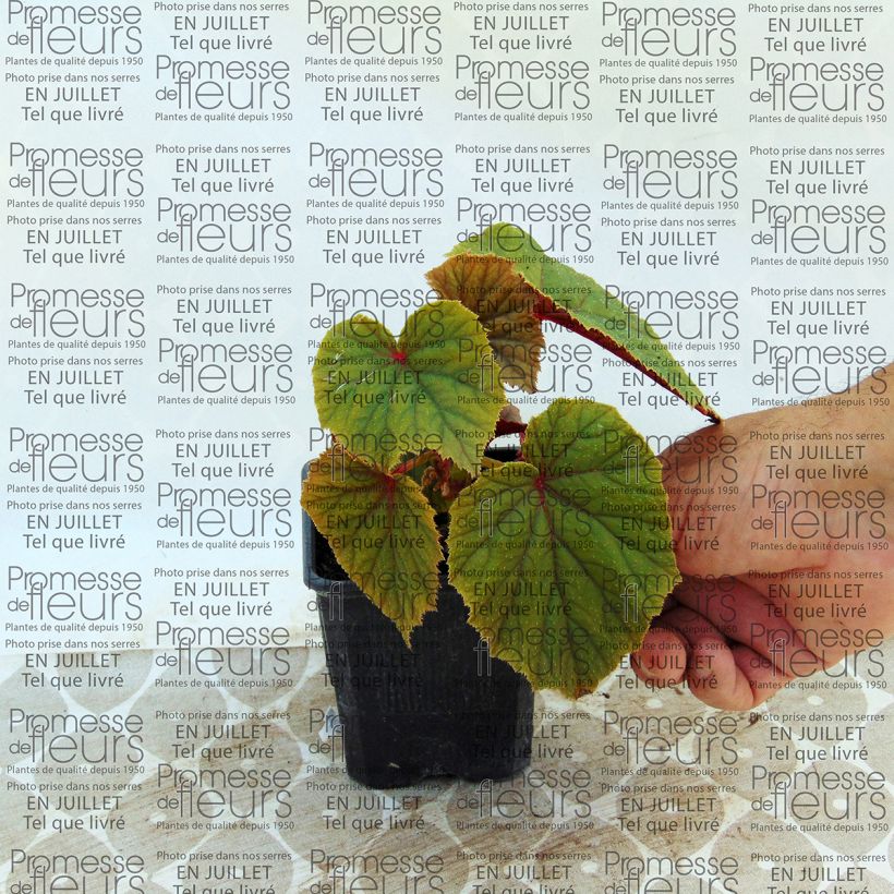 Example of Begonia grandis subsp. evansiana var. alba - Hardy Begonia 8/9 cm pot specimen as delivered