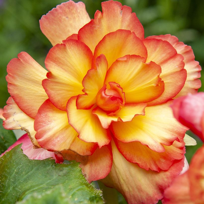 Begonia pendula Tuberhybrida Golden Balcony (Flowering)