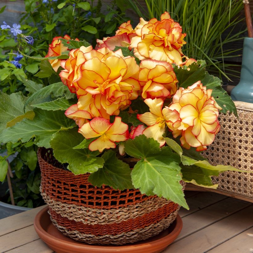 Begonia pendula Tuberhybrida Golden Balcony (Plant habit)