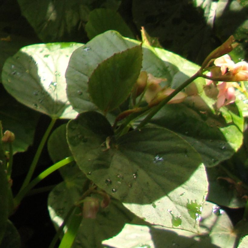 Begonia ravenii - Wild Begonia (Foliage)