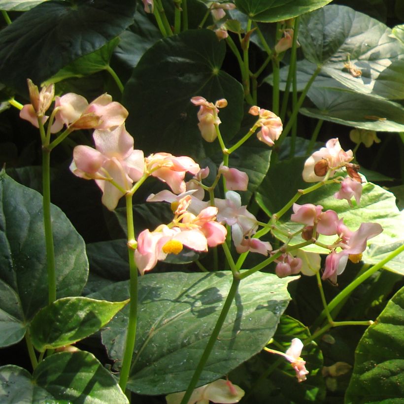 Begonia ravenii - Wild Begonia (Flowering)