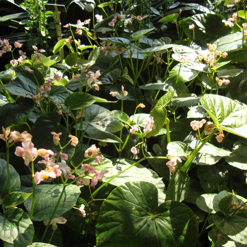 Begonia ravenii - Wild Begonia (Plant habit)
