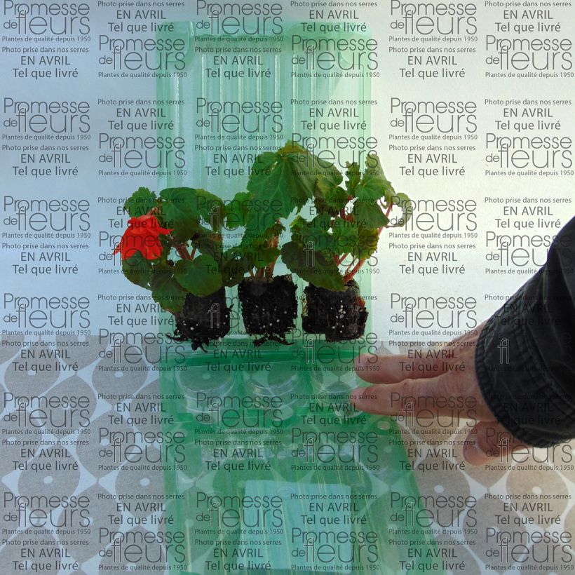 Example of Begonia Belleconia Hot orange Plug plant 3/4cm specimen as delivered