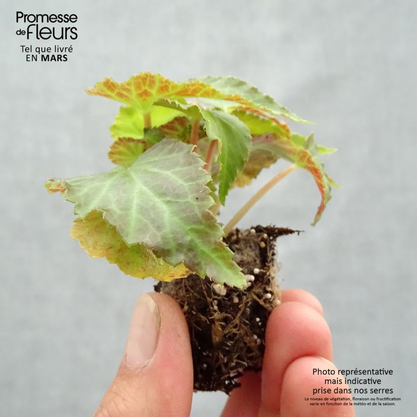 Begonia Belleconia Mango Plug plant 3/4cm sample as delivered in spring