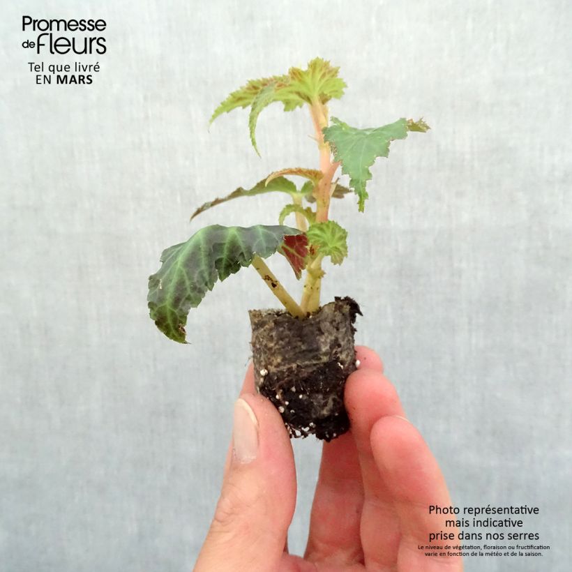 Cascading Begonia Belleconia Rose Plug plant 3/4cm sample as delivered in spring
