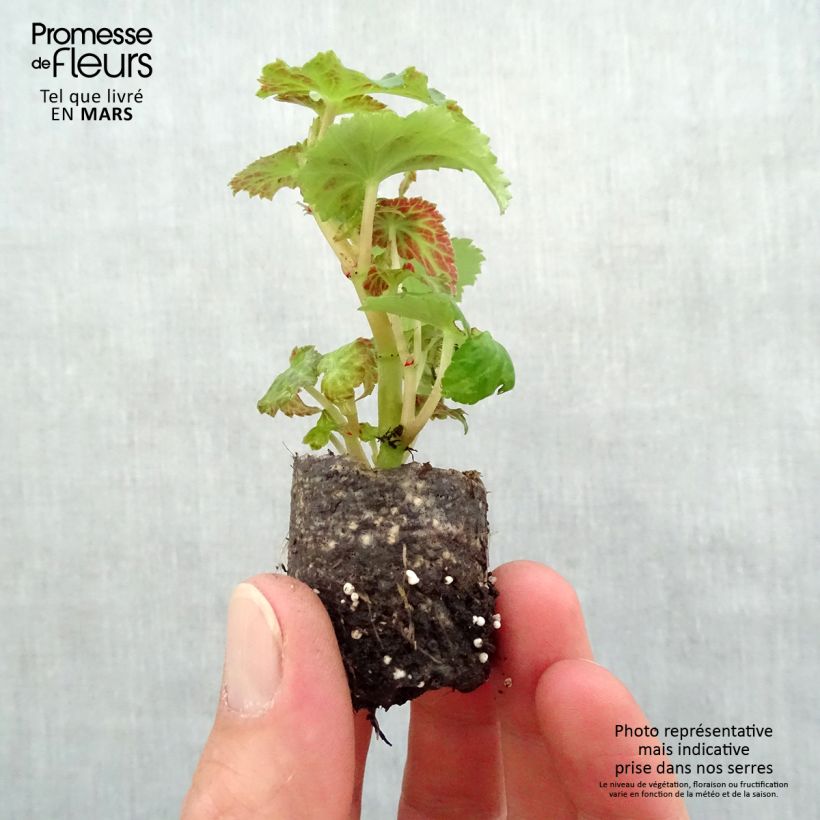 Begonia Belleconia Snow Plug plant 3/4cm sample as delivered in spring