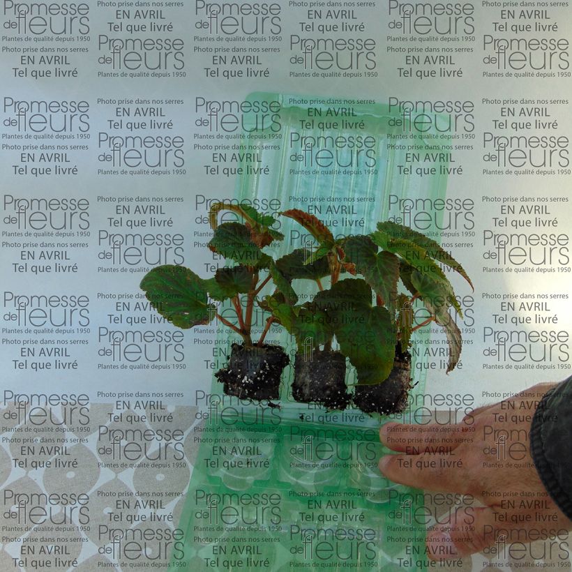 Example of Begonia Belleconia Soft Orange Plug plant 3/4cm specimen as delivered