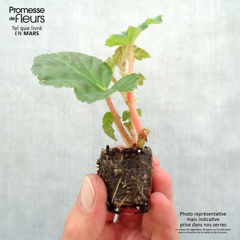 Begonia Chardonnay Plug plant 3/4cm sample as delivered in spring