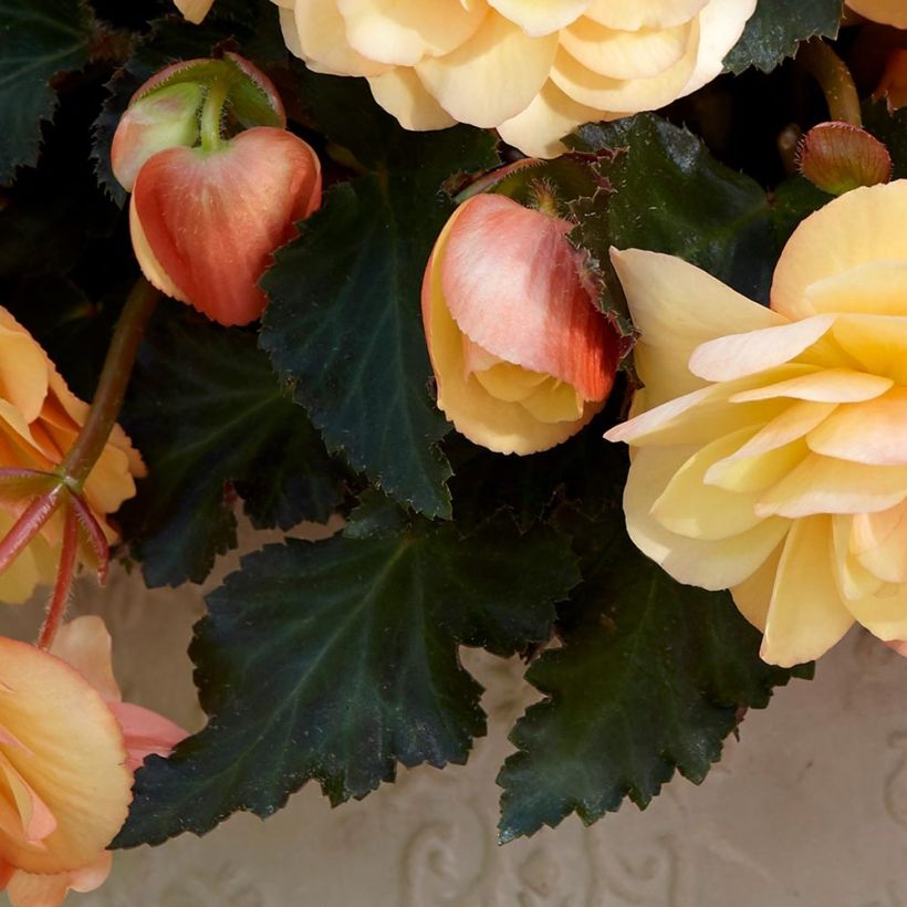 Trailing Begonia Fragrant Falls Peach (Foliage)