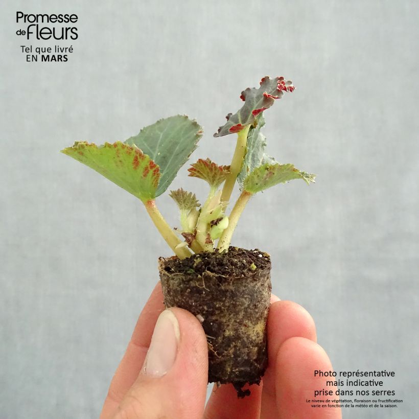 Trailing Begonia Fragrant Falls Peach Plug plant 3/4cm sample as delivered in spring