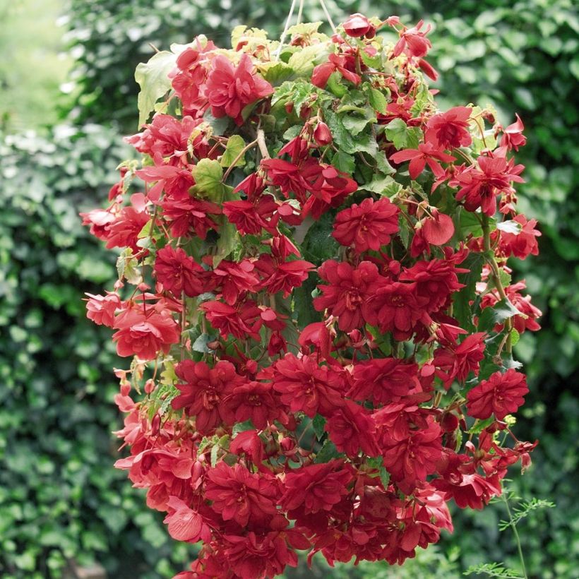 Begonia pendula Illumination Scarlet (Plant habit)