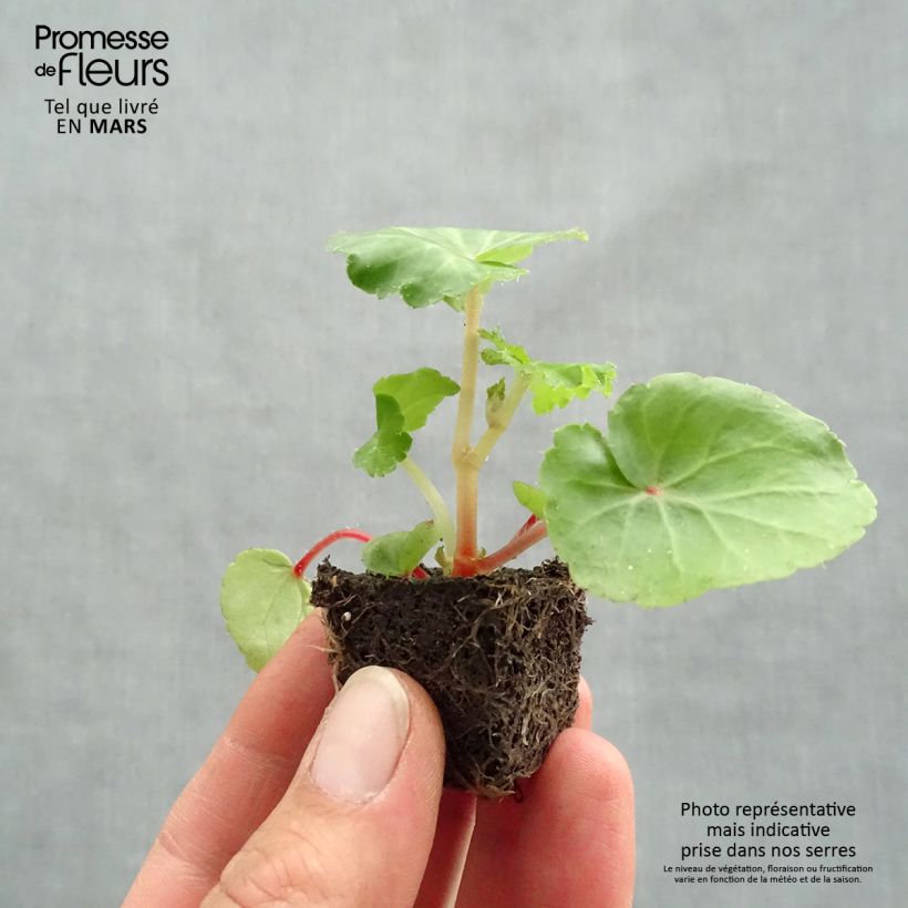 Begonia pendula Illumination Scarlet Plug plant 3/4cm sample as delivered in spring