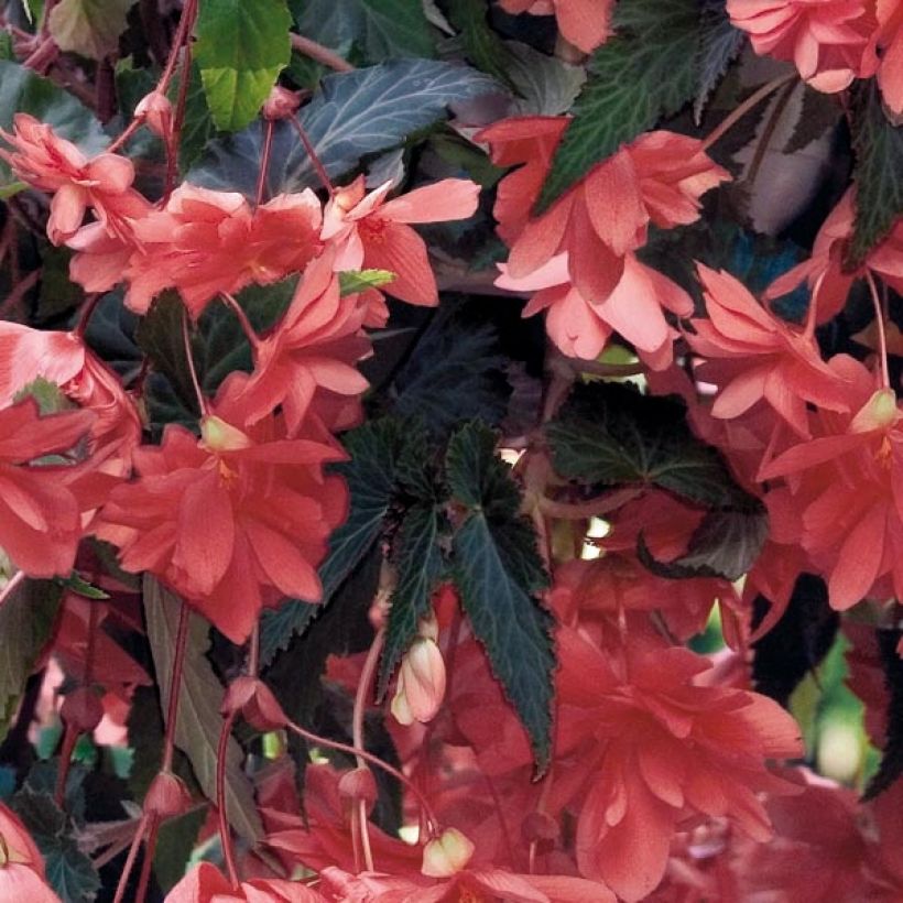 Begonia pendula Tuberhybrida Illumination Salmon (Foliage)